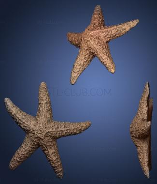 3D мадэль Морская звезда (STL)
